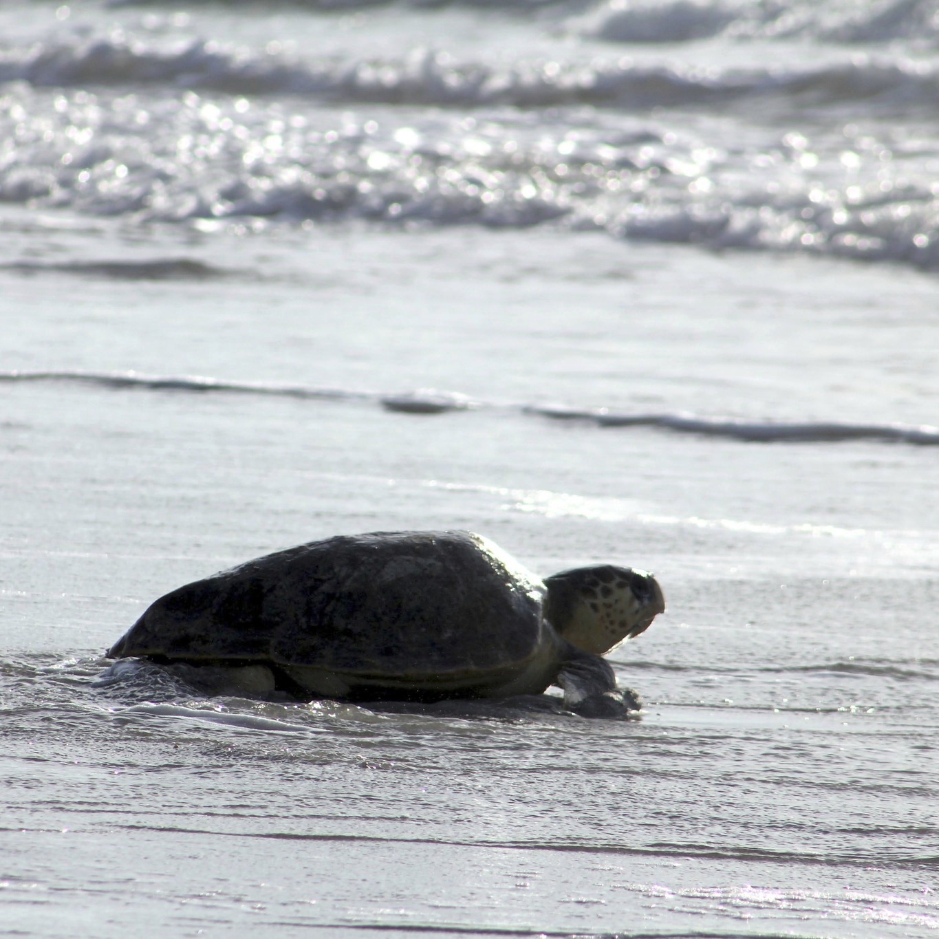 Karen Beasley Sea Turtle Center