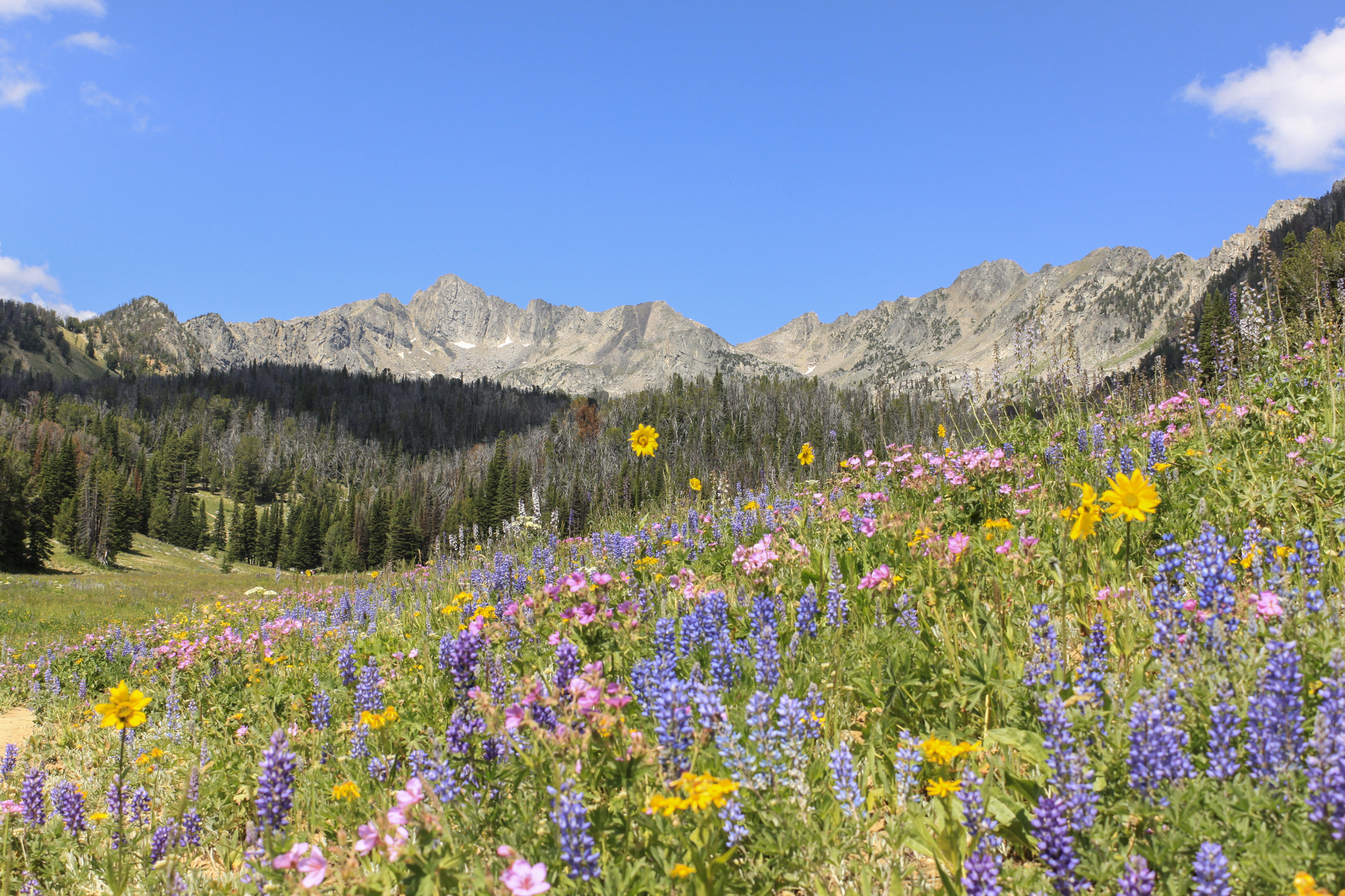 Custer Gallatin National Forest | Montana Wilderness Venture
