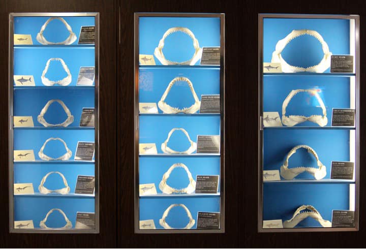 Museum of Coastal Carolina | Ocean Isle Beach History & Marine Life