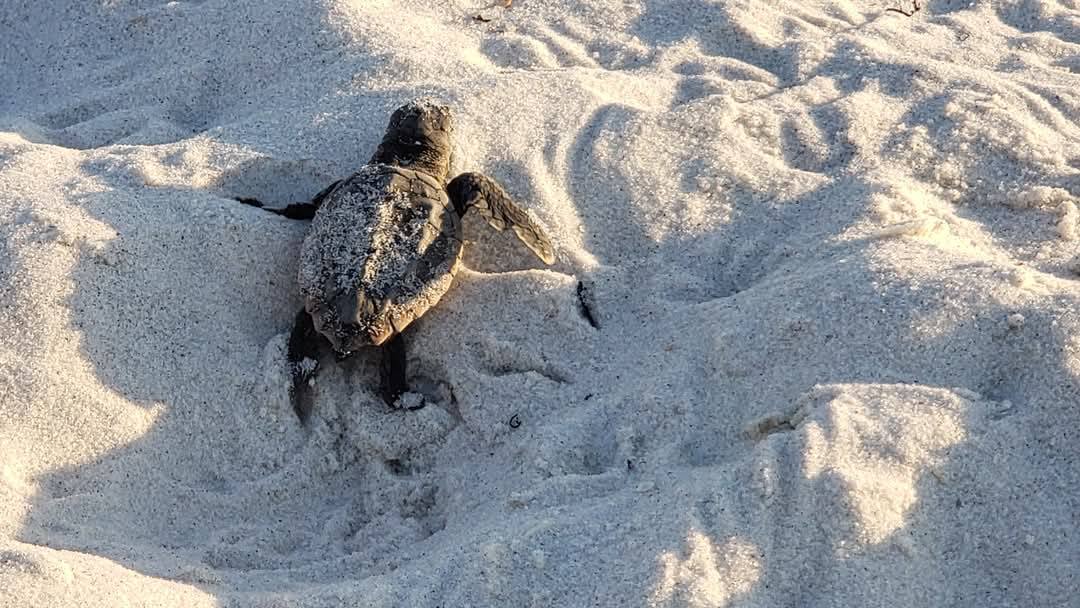Cape San Blas Turtle Watch | Loggerhead Nesting & Hatchlings