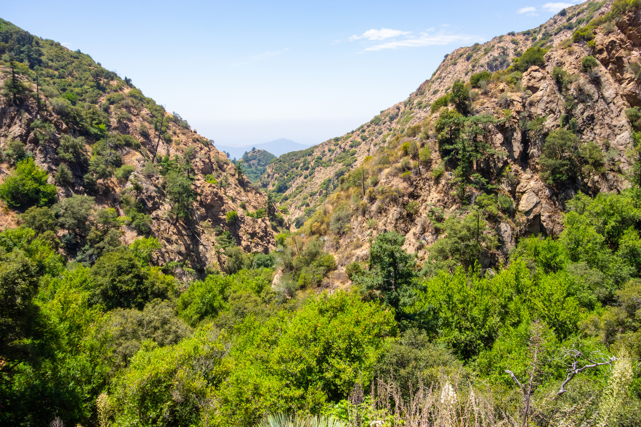 Forests Near Los Angeles | 7 Best Nature Escapes & Hiking Spots