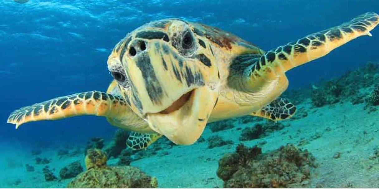 Sea Turtle Hospital Marathon Florida | Tours & Conservation