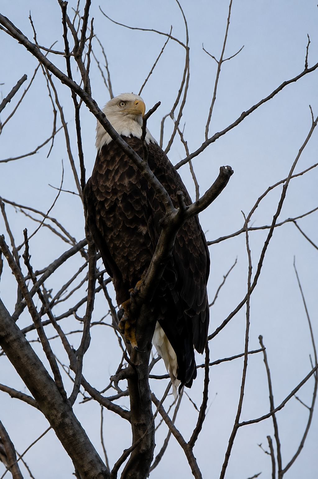 The Reemergence of Bald Eagles in Angola, New York