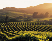 Things to do in Sonoma County California