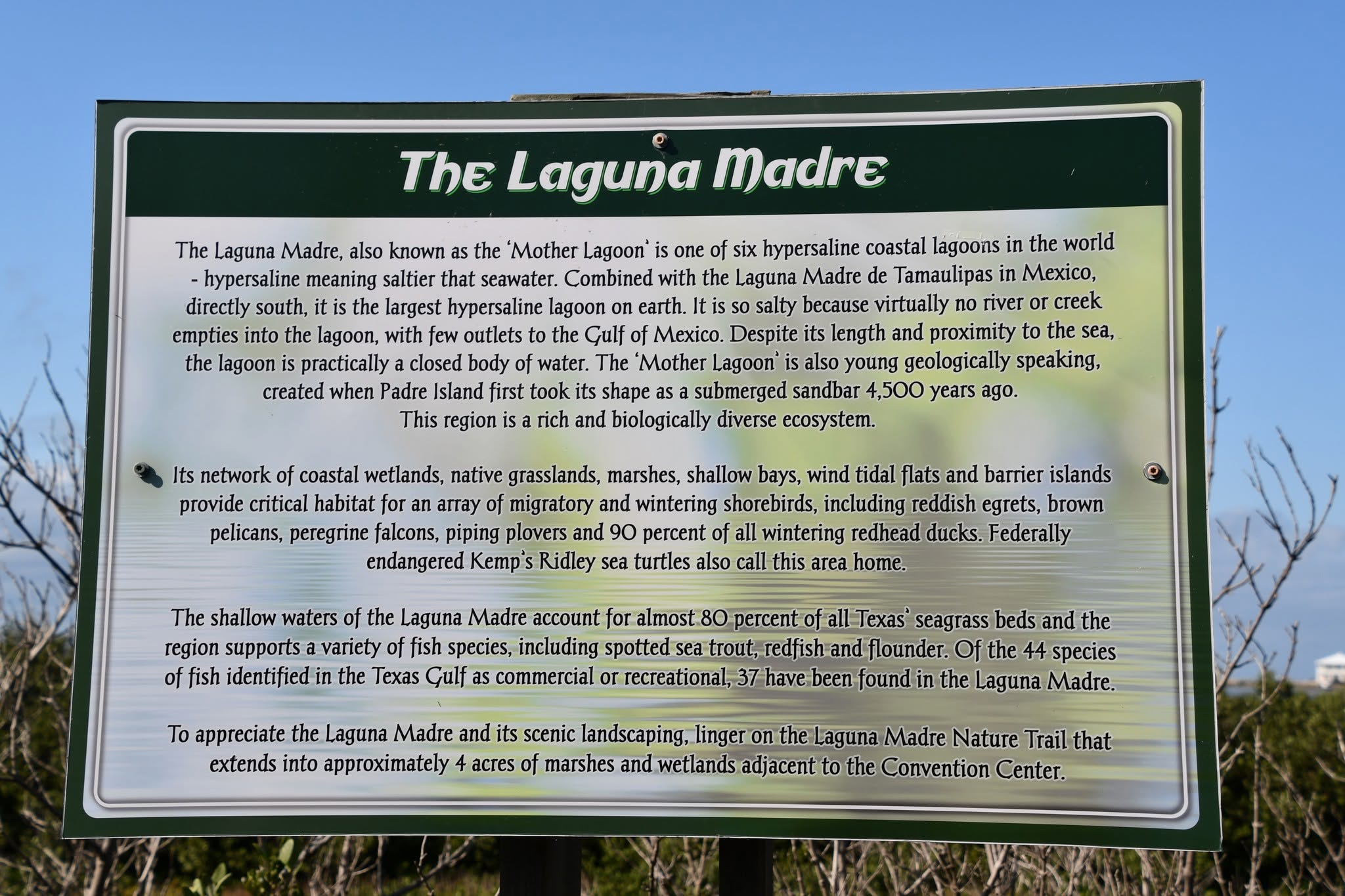 Laguna Madre South Padre Island, TX | Wildlife, Fishing & Nature