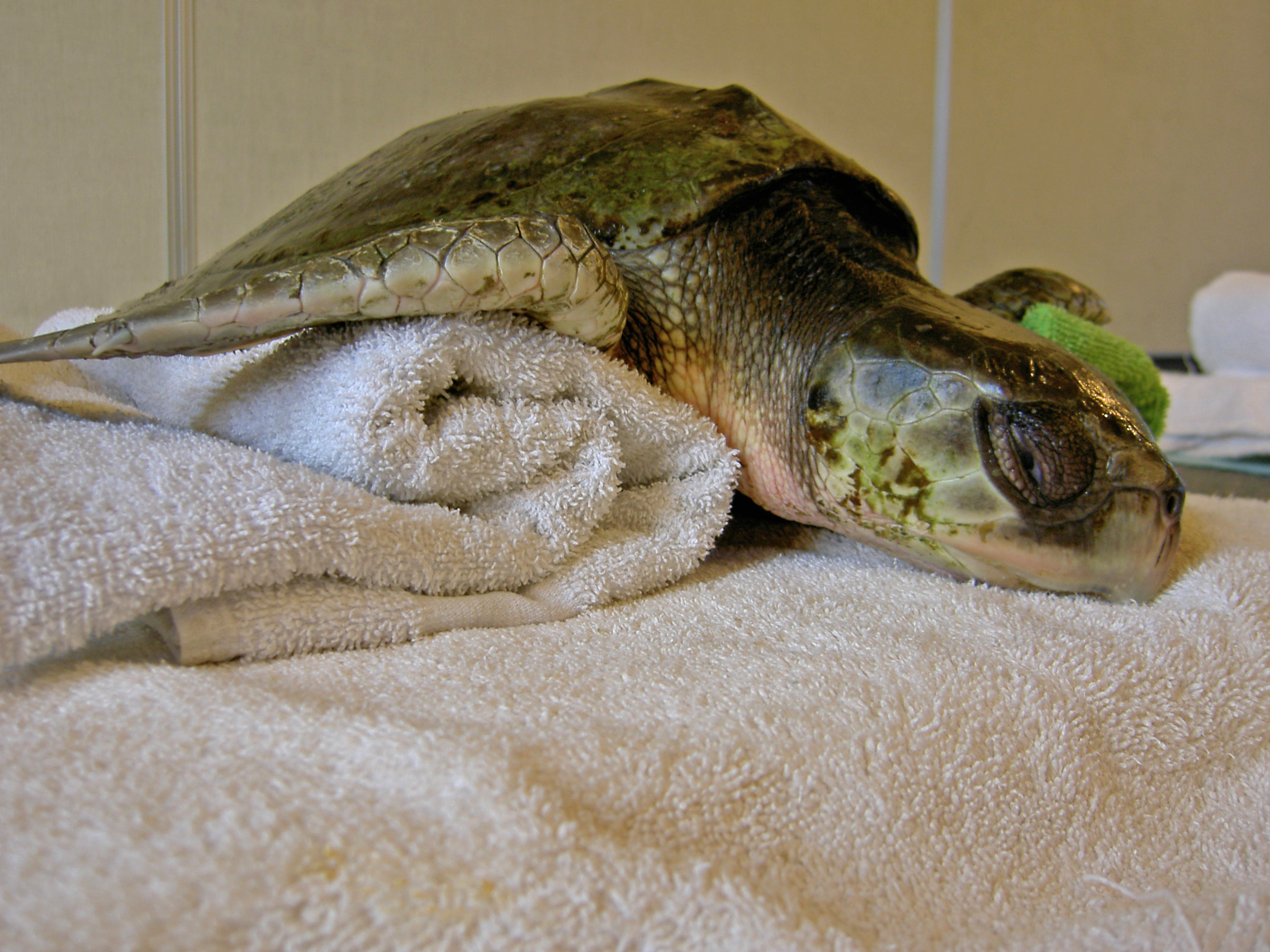 Sea Turtles & Sea Turtle Inc. South Padre Island, TX