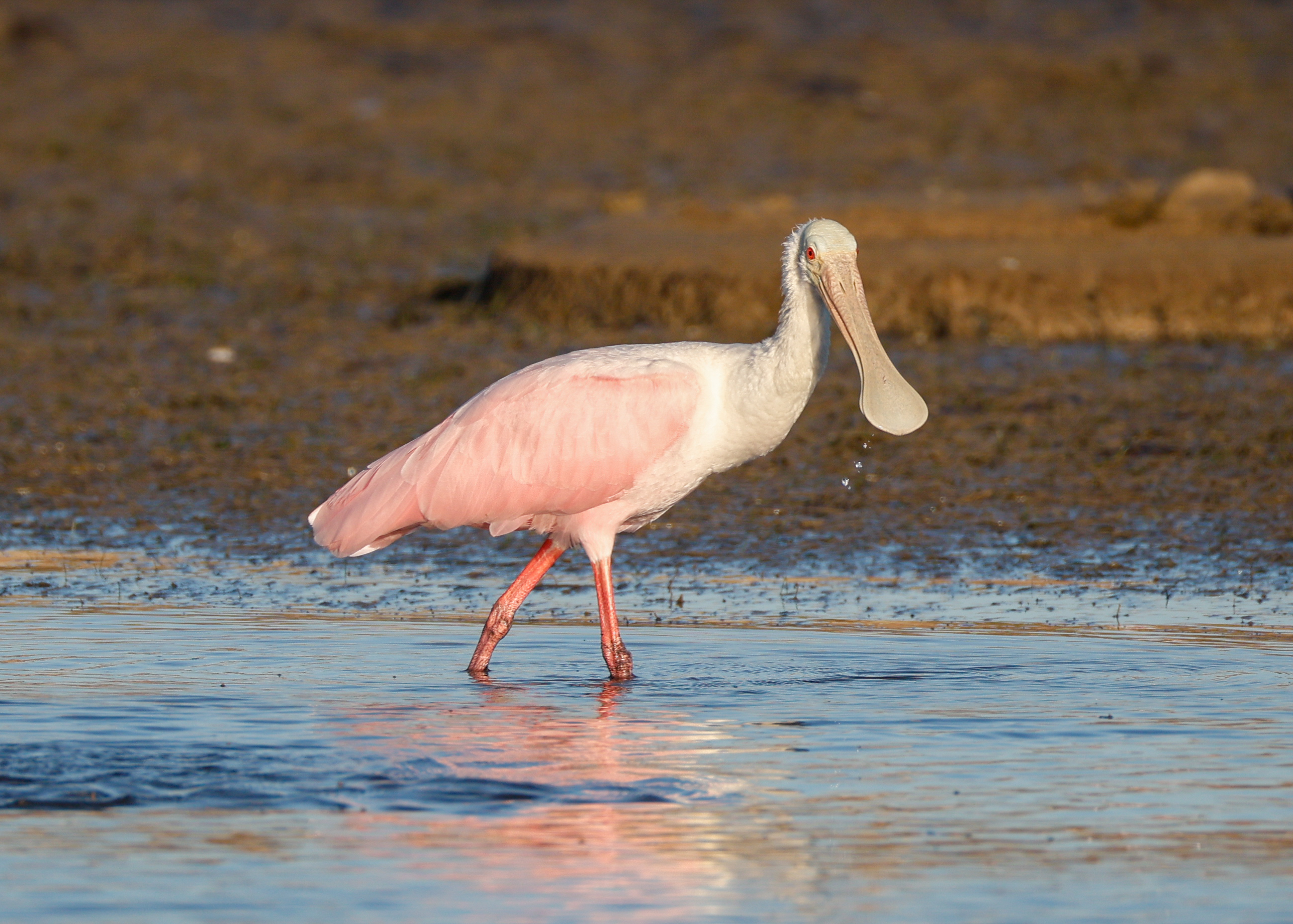 Birdwatching South Padre Island TX | Bird Species & Best Spots
