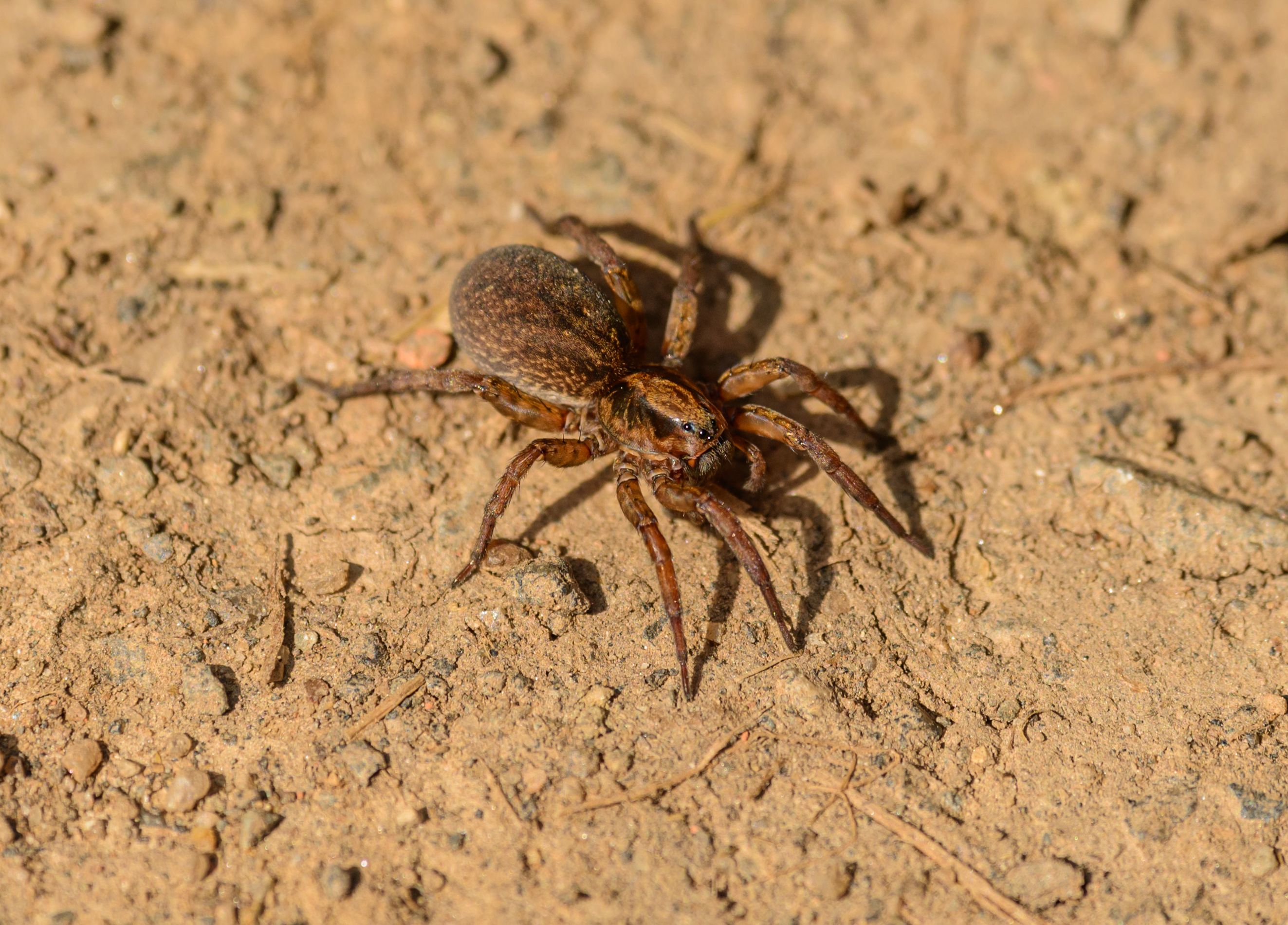 Protecting Your Vacation Rental from Brown Recluse Spiders