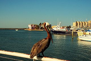 Things to do in Port Aransas Texas