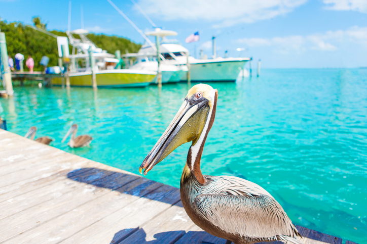 Things to do in Islamorada Florida