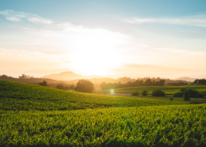 Sonoma Winter Wineland