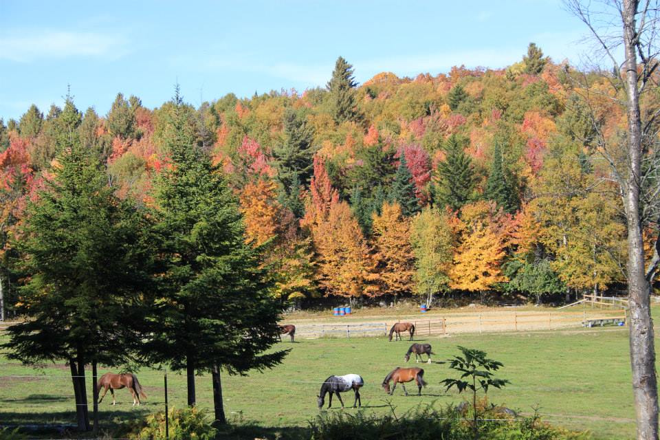 Adirondack Equine Center