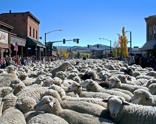 Trailing of the Sheep Festival