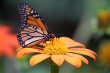 Mariposa Butterfly Festival