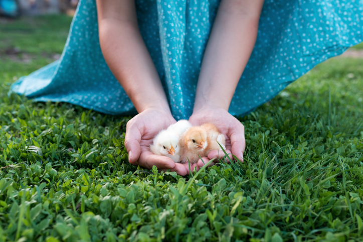 Quiet Valley Farm Animal Frolic