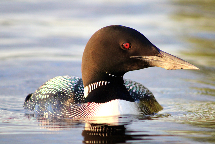 Loon Calling Contest