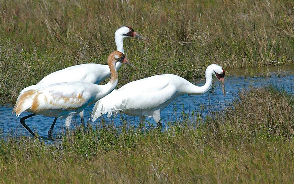 Whooping Crane Festival