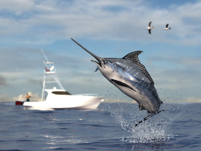 Port Aransas Texas Billfish Tournament