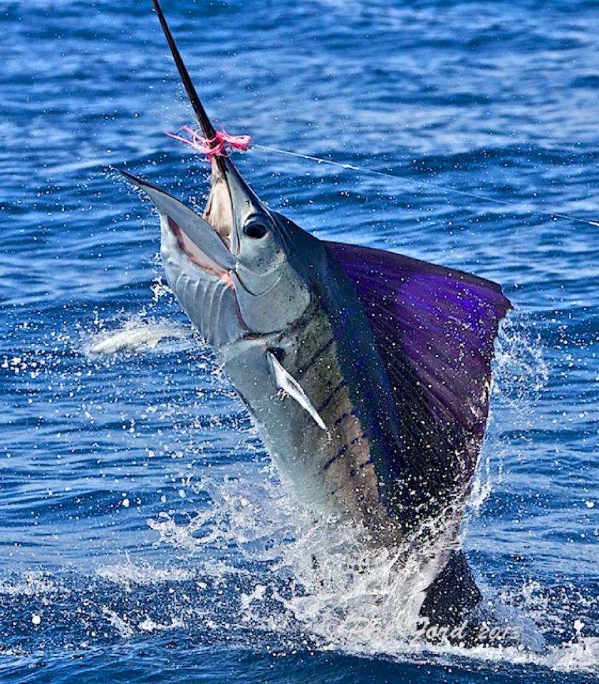 Islamorada Sailfish Tournament